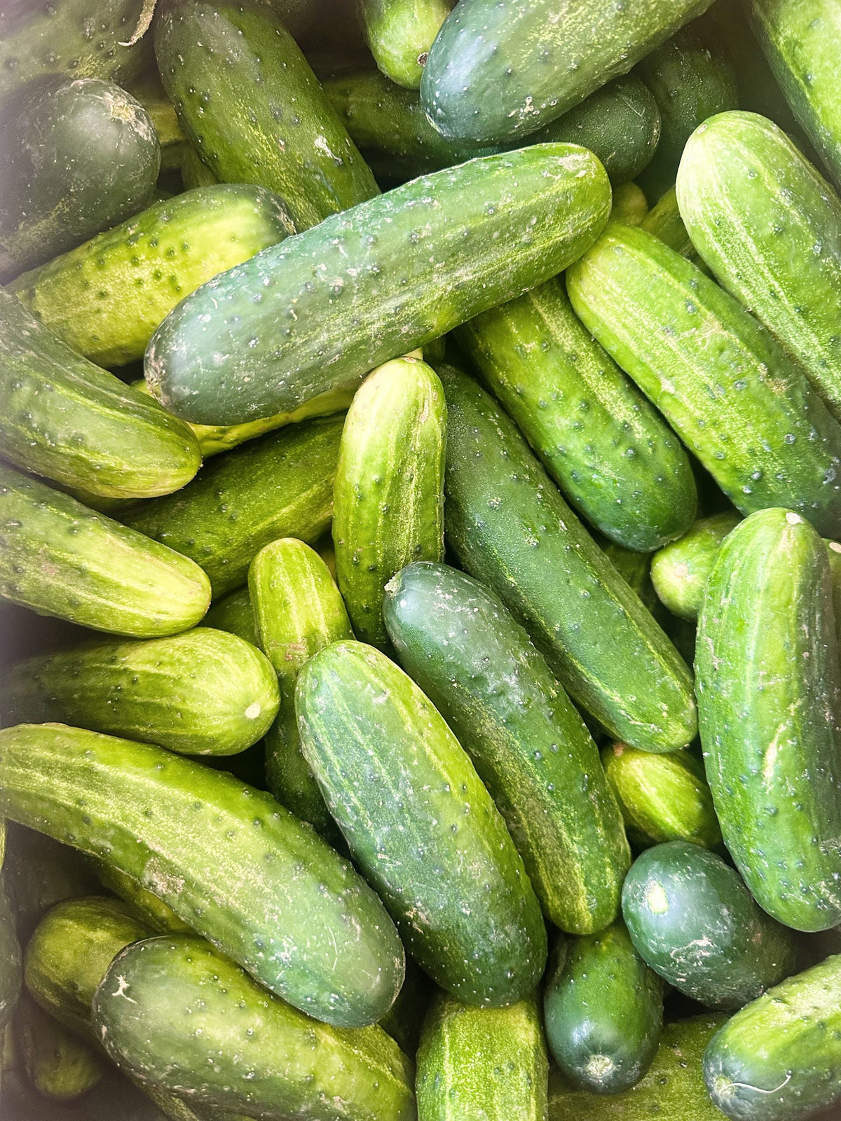 BARREL + BRINE